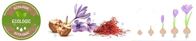 Crocus sativus bulbs